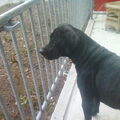 Duitse Dog