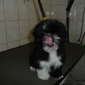 Lhasa Apso
