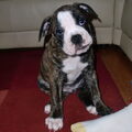 Engelse Bulldog