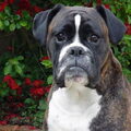 Boxer