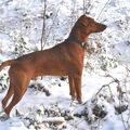 Duitse Pinscher