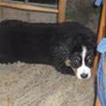 Berner Sennenhond