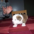 Old English Bulldog