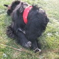 Engelse Cocker Spaniel