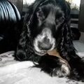 Engelse Cocker Spaniel