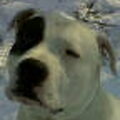 Dogo Argentino