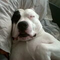 Dogo Argentino