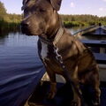 American Staffordshire Terrier