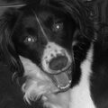 Engelse Springer Spaniel