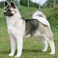 American Akita