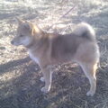 Shiba Inu
