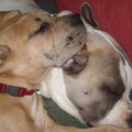 Ike, staffie van 1,5 en Jacko,Duitse Dog reu, toen hij net bij ons was en Liefde met een grote L