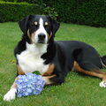Appenzeller Sennenhond