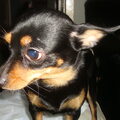Dwergpinscher