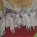 Goldenpups van Antonisse 