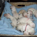 Goldenpups van Antonisse 