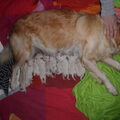 Goldenpups van Antonisse 