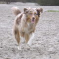 Australian Shepherd