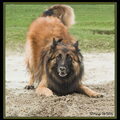 Tervuerense Herder