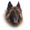 Tervuerense Herder