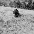 Labrador
