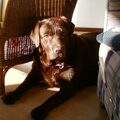 Labrador