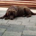 Labrador