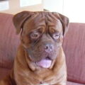 Bordeauxdog