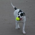 Amerikaanse Bulldog