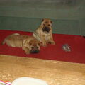 Shar pei Kennel Damishar