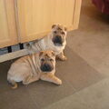 Shar pei Kennel Damishar