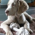 Weimaraner