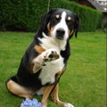 Appenzeller Sennenhond