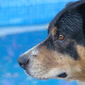 Entlebucher Sennenhond