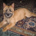 Cairn Terrier