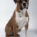 Amerikaanse Bulldog