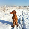 Vizsla (Hongaarse staande hond)