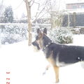 Duitse Herder
