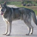 Saarlooswolfhond