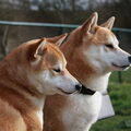Shiba