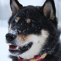 Shiba