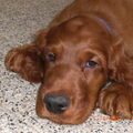 Ierse Setter