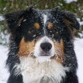 Australian Shepherd