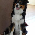 Australian Shepherd