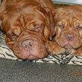 Bordeauxdog