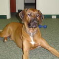 Rhodesian Ridgeback