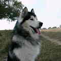 Alaskan Malamute