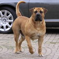 Boerboel