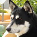 Siberische Husky