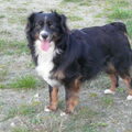 Australian Shepherd